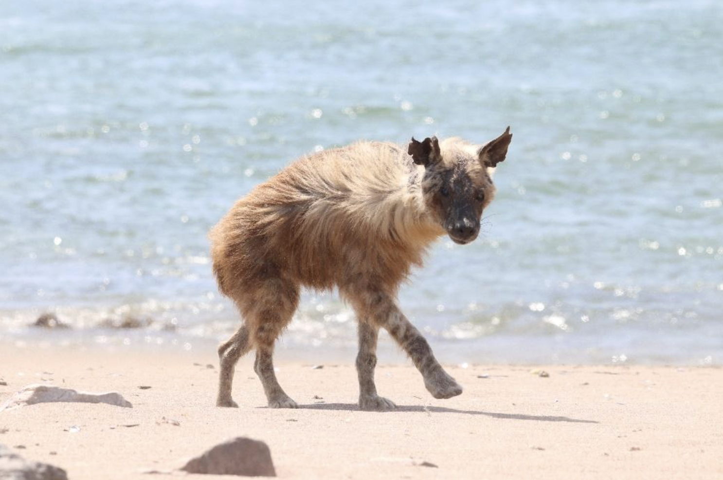 Living life on the edge: Brown hyenas on Namibia's harsh coastline