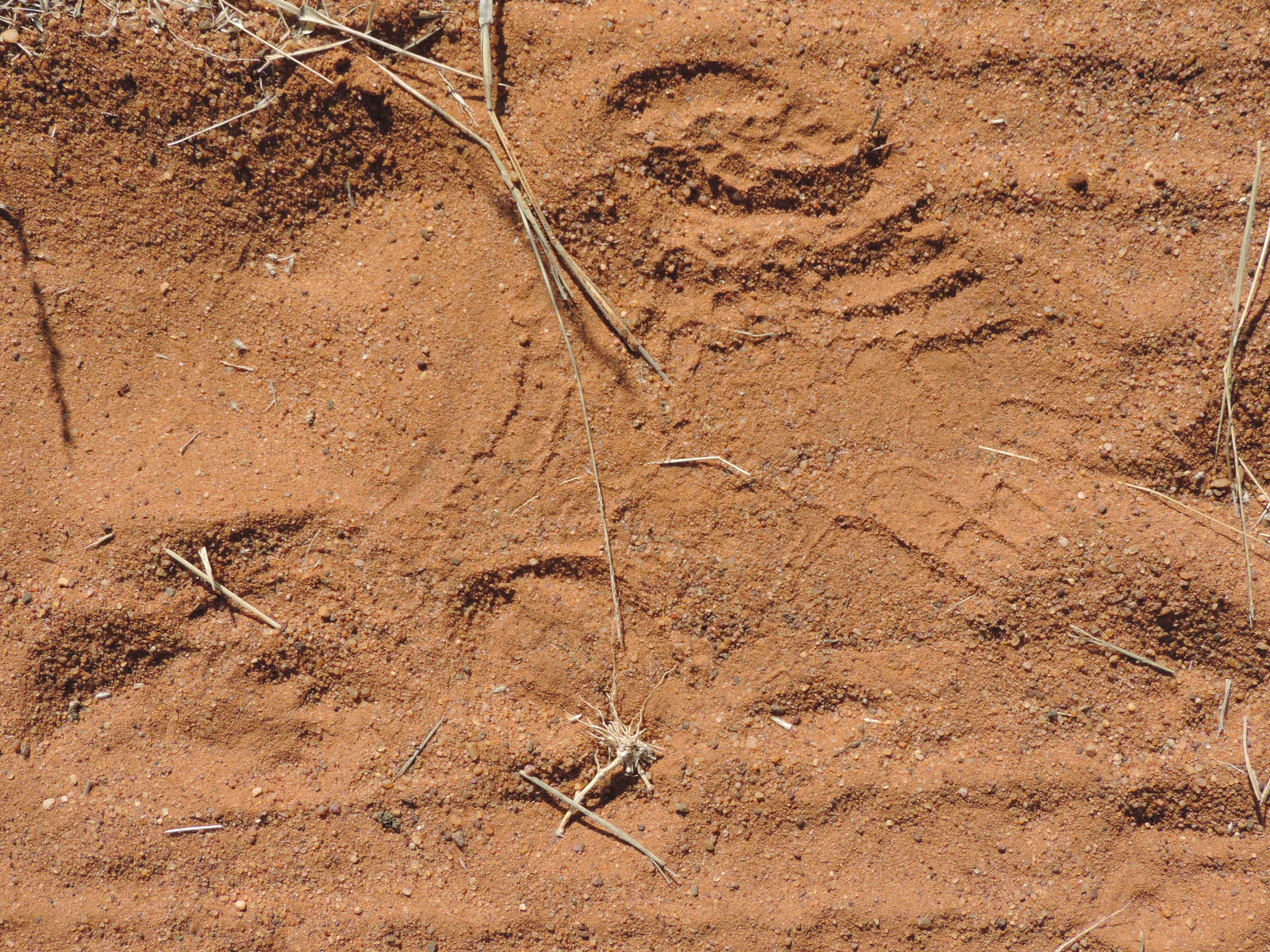 Human fingerprints = animal footprints? Not quite…