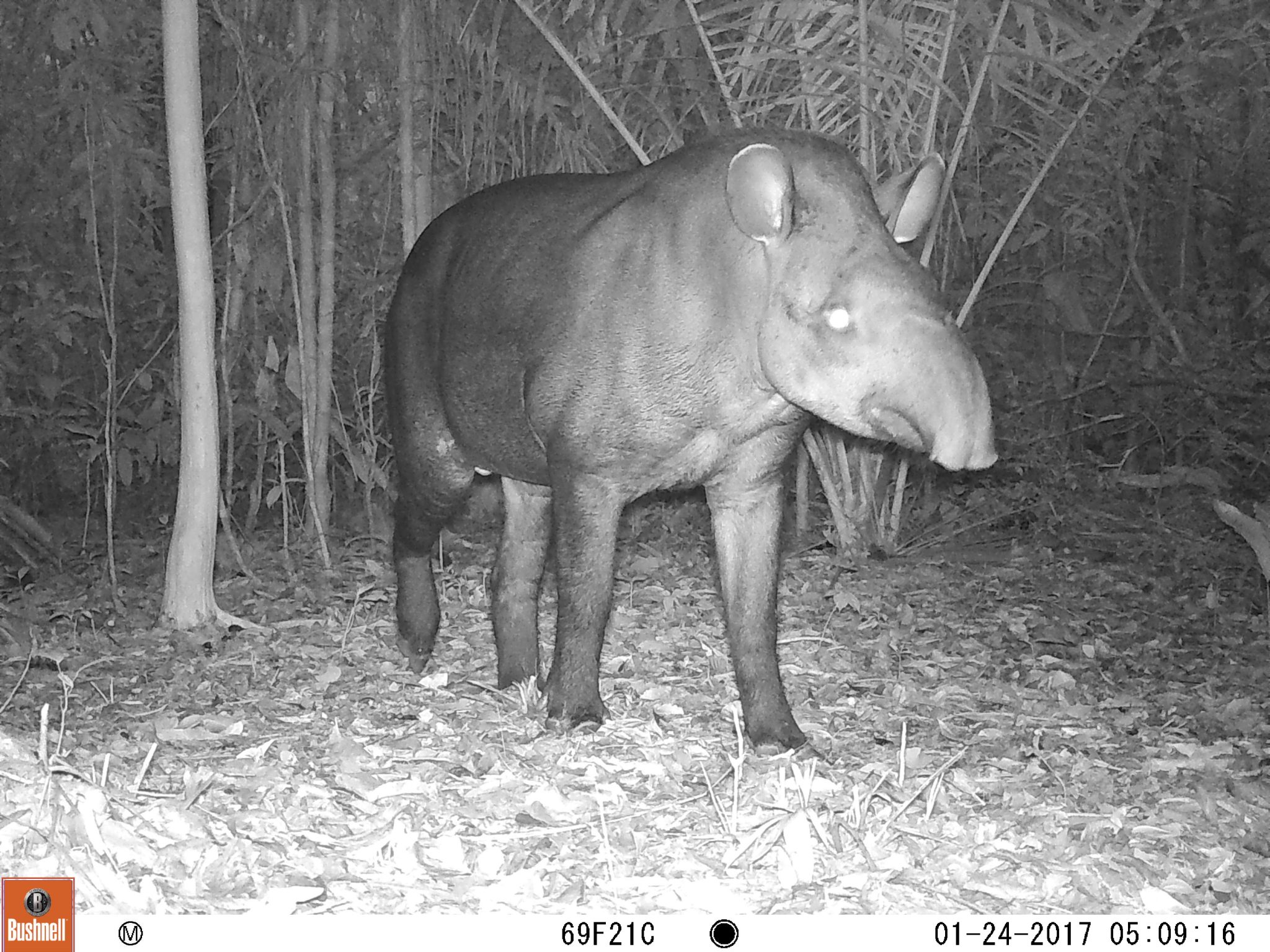 Our tapir study reported by Duke University