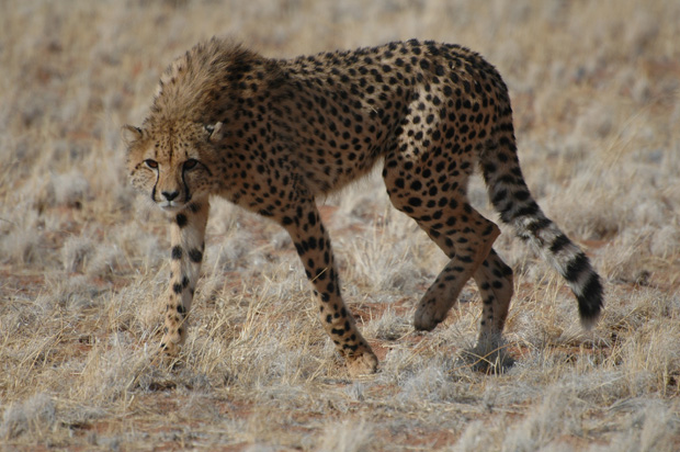 Keeping cheetah FIT!