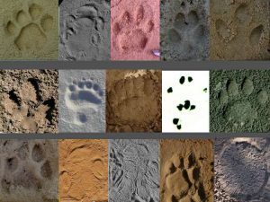 1-1-footprints-from-different-species-003