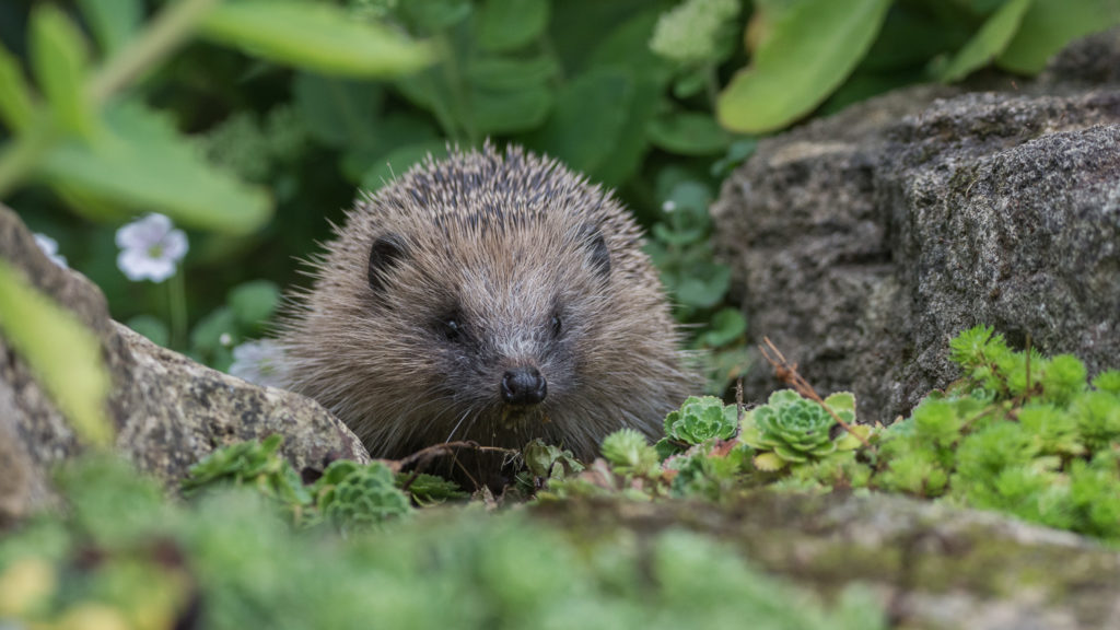 Interview with Nida Al-Fulaij on the importance of monitoring small mammals