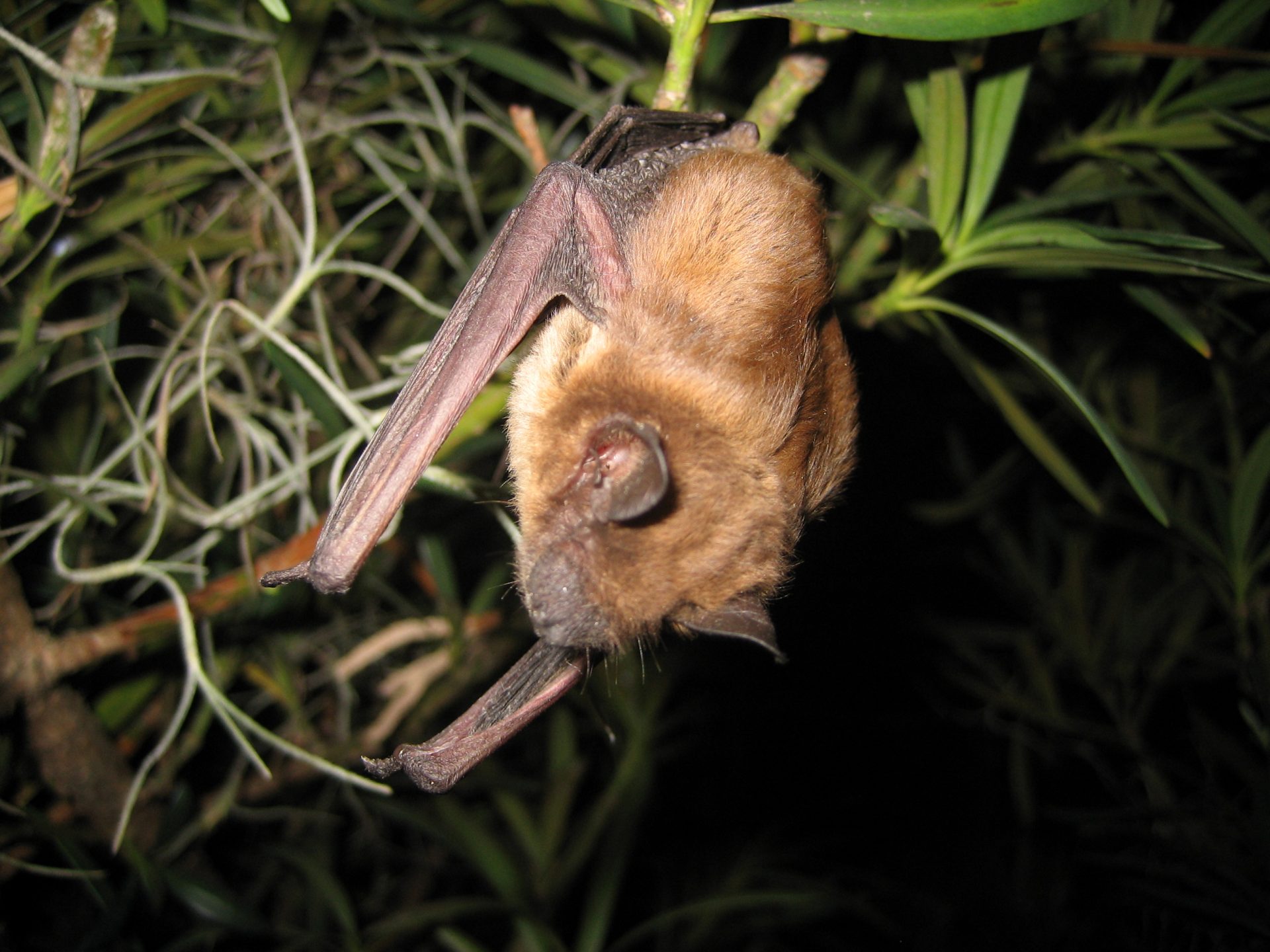 The little brown bat (Myotis lucifugus)
