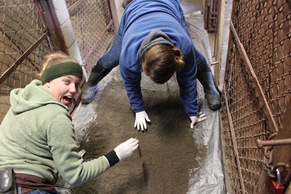 Cheetah + sand = footprints? Not quite so fast…