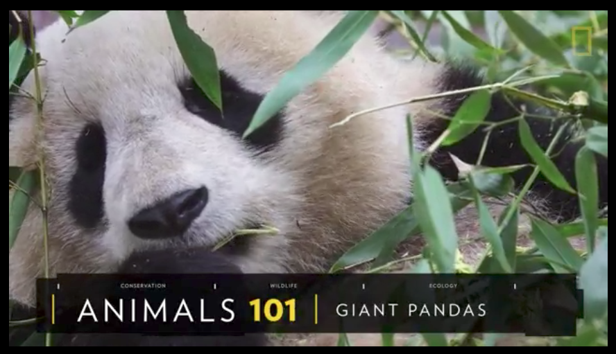 National Geographic features WildTrack on Panda monitoring