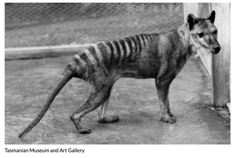 Resurrecting the Thylacine?