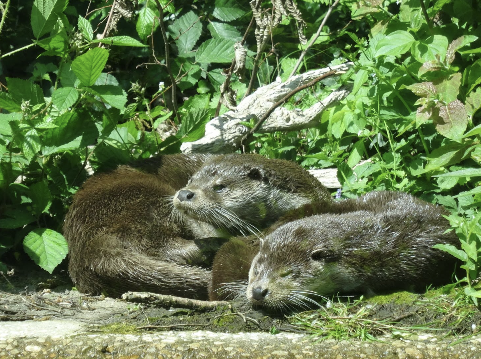 JMP software solves otterly confusing challenge!