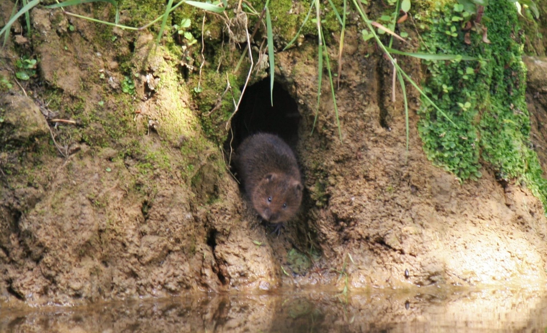 baby water vole in burrow. Credit: Emily Marnham