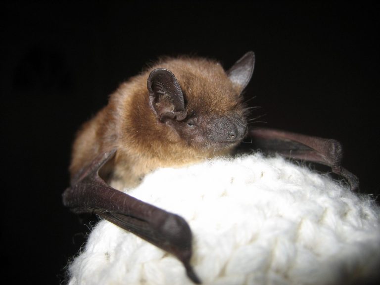 Bat Track: Why bats need our help!