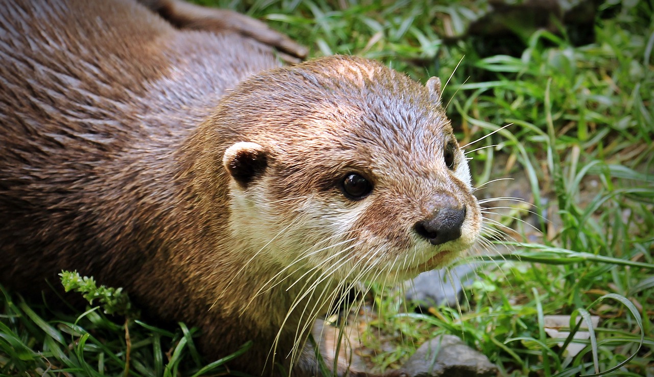 WildTrack awarded Otter Oscar for research paper!