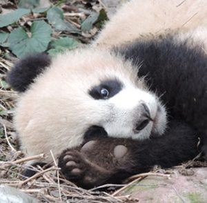 Using footprints to identify and monitor Giant panda in the wild