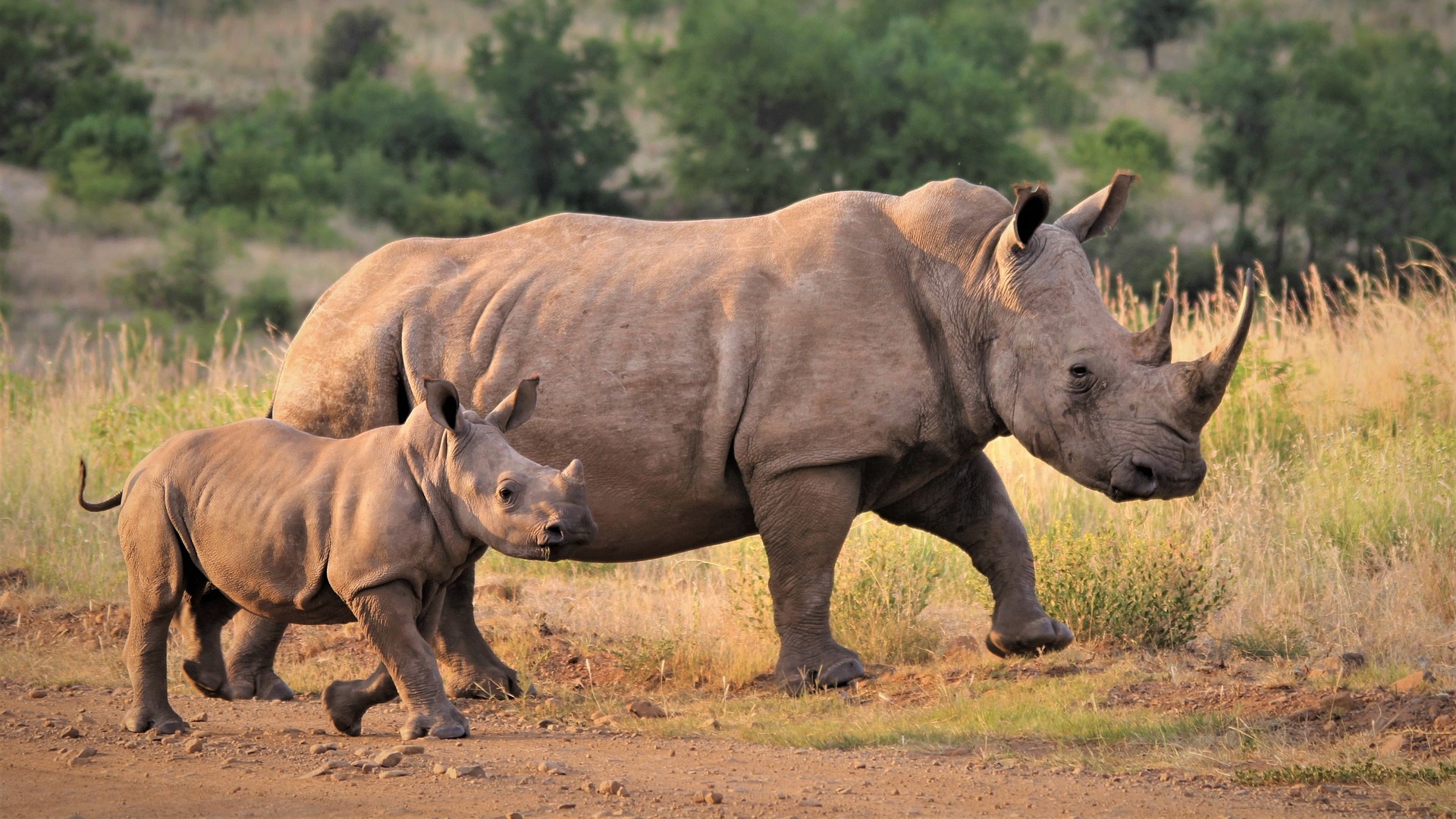 Monitoring black rhino in Namibia’s custodianships: New paper just out in PeerJ