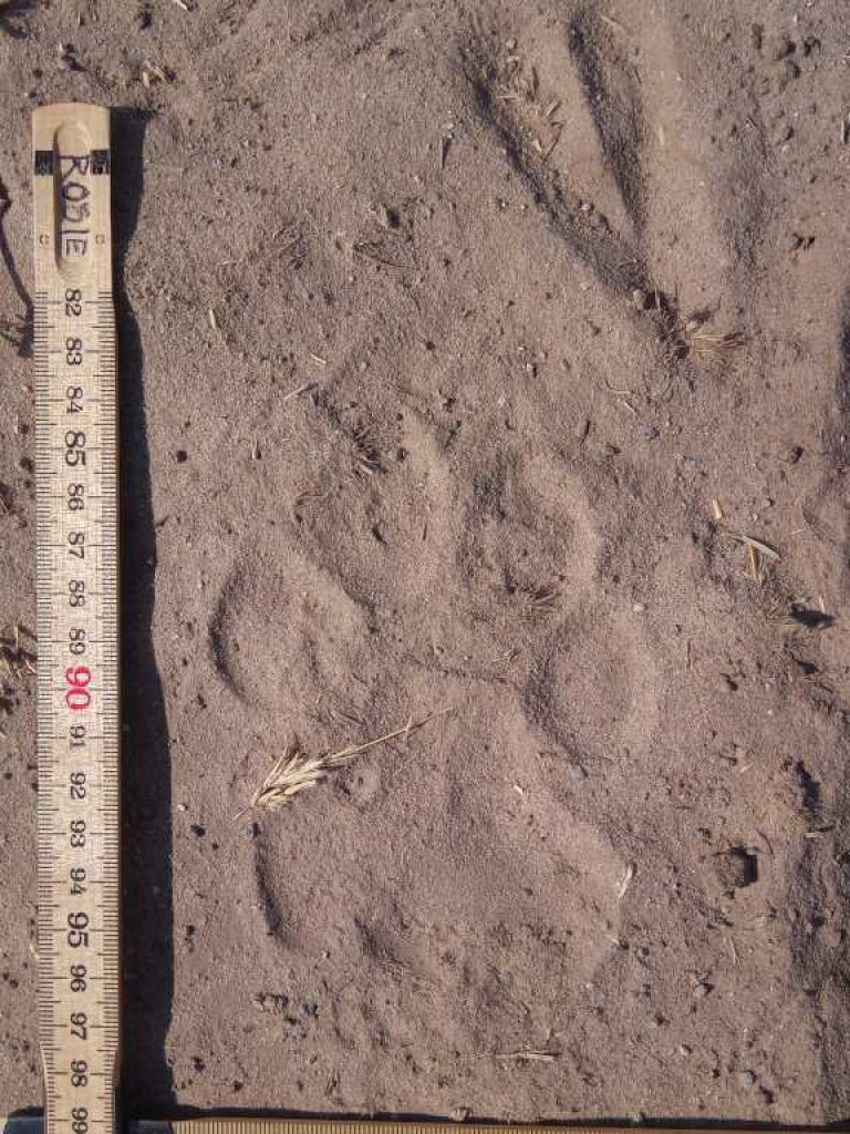 What does a good footprint image look like? 